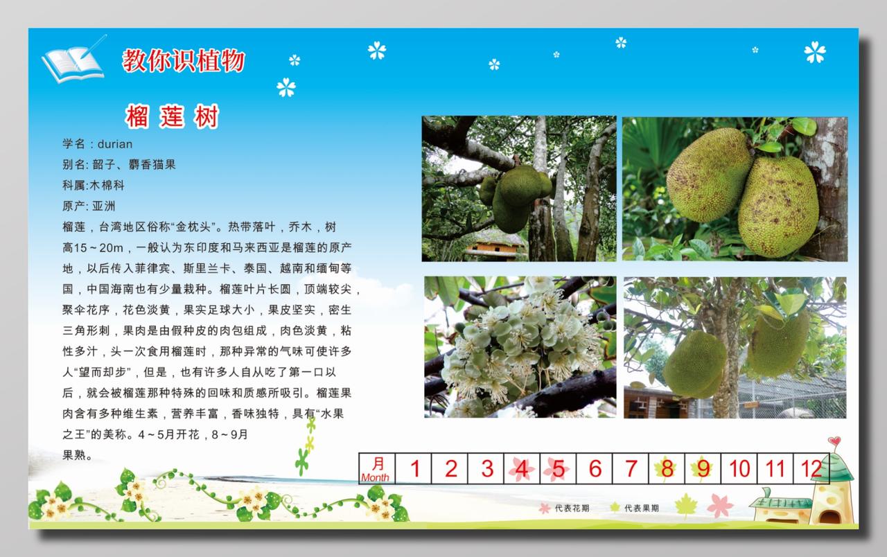 教你识植物榴莲树介绍文化墙 图片素材免费下载