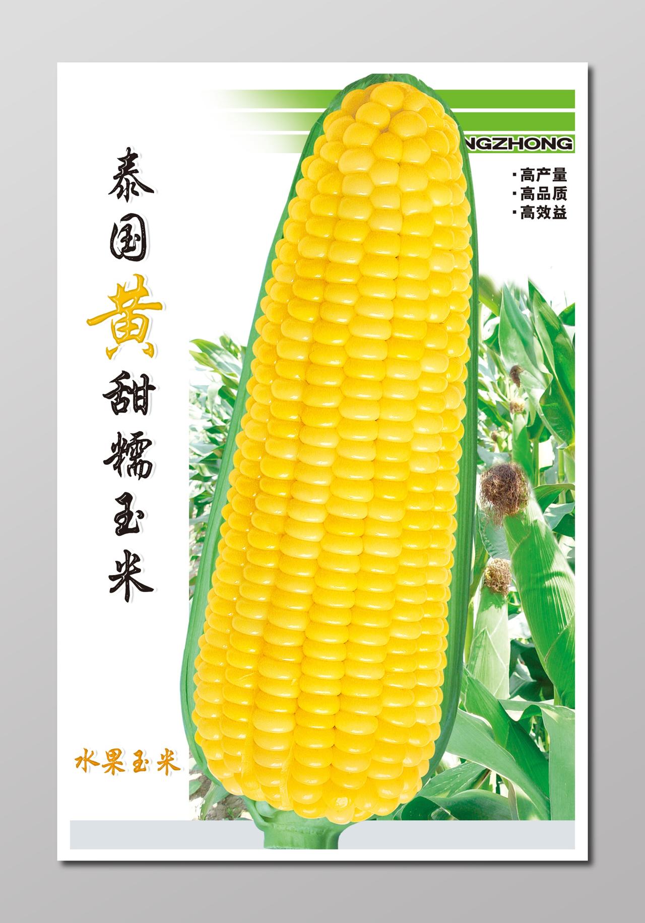 泰国黄甜糯玉米粮食农产品海报