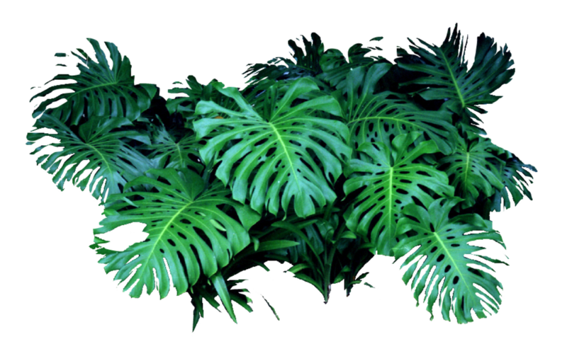 实拍清新绿植常青植物素材png免费下载 图星人 实拍清新绿植常青植物素材png免费下载 图星人
