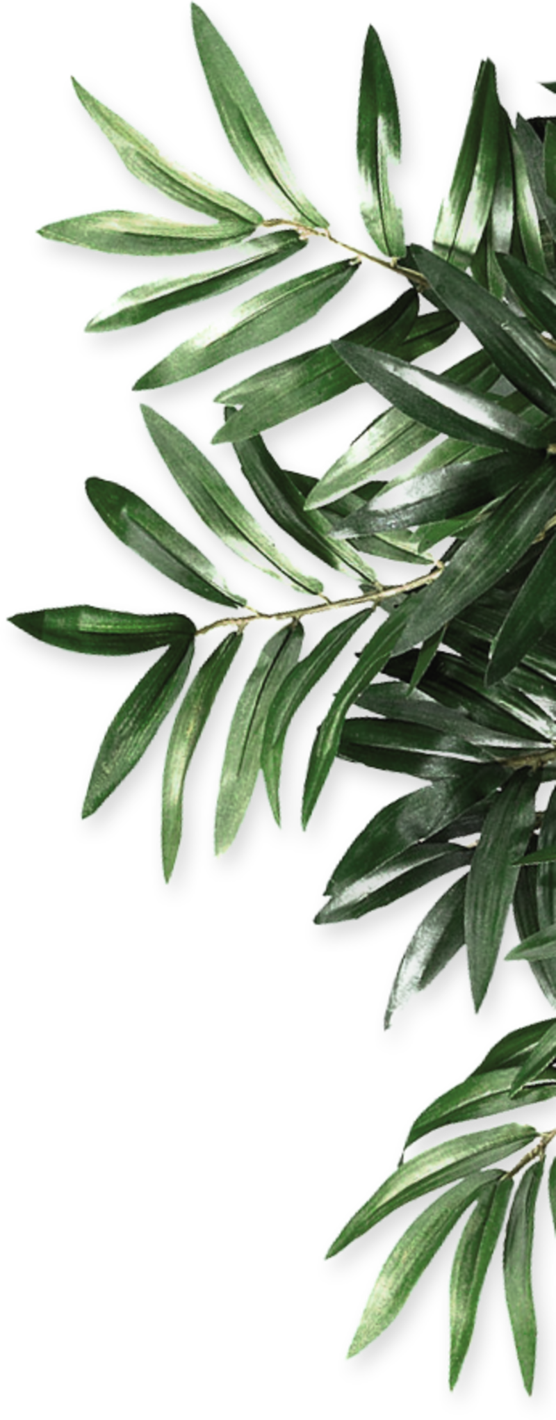 写实清新叶子植物素材png免费下载 图星人 写实清新叶子植物素材png免费下载 图星人