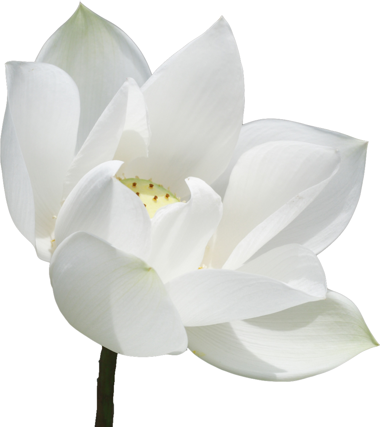 白莲花png免费下载 图星人