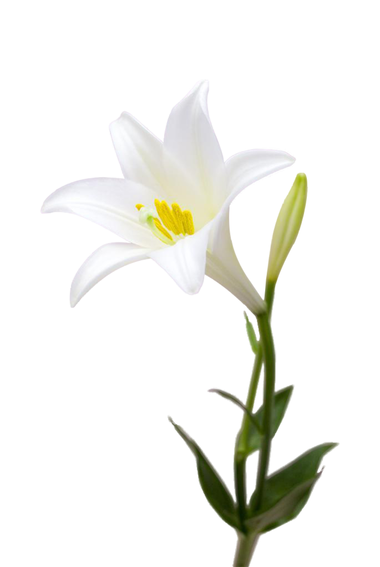 百合花png免费下载 图星人