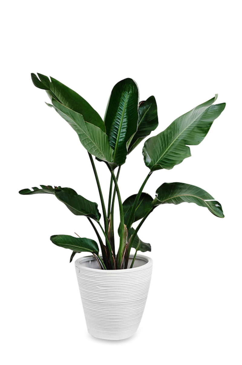 植物白色花盆绿色绿叶盆栽png免费下载 图星人 植物白色花盆绿色绿叶盆栽png免费下载 图星人