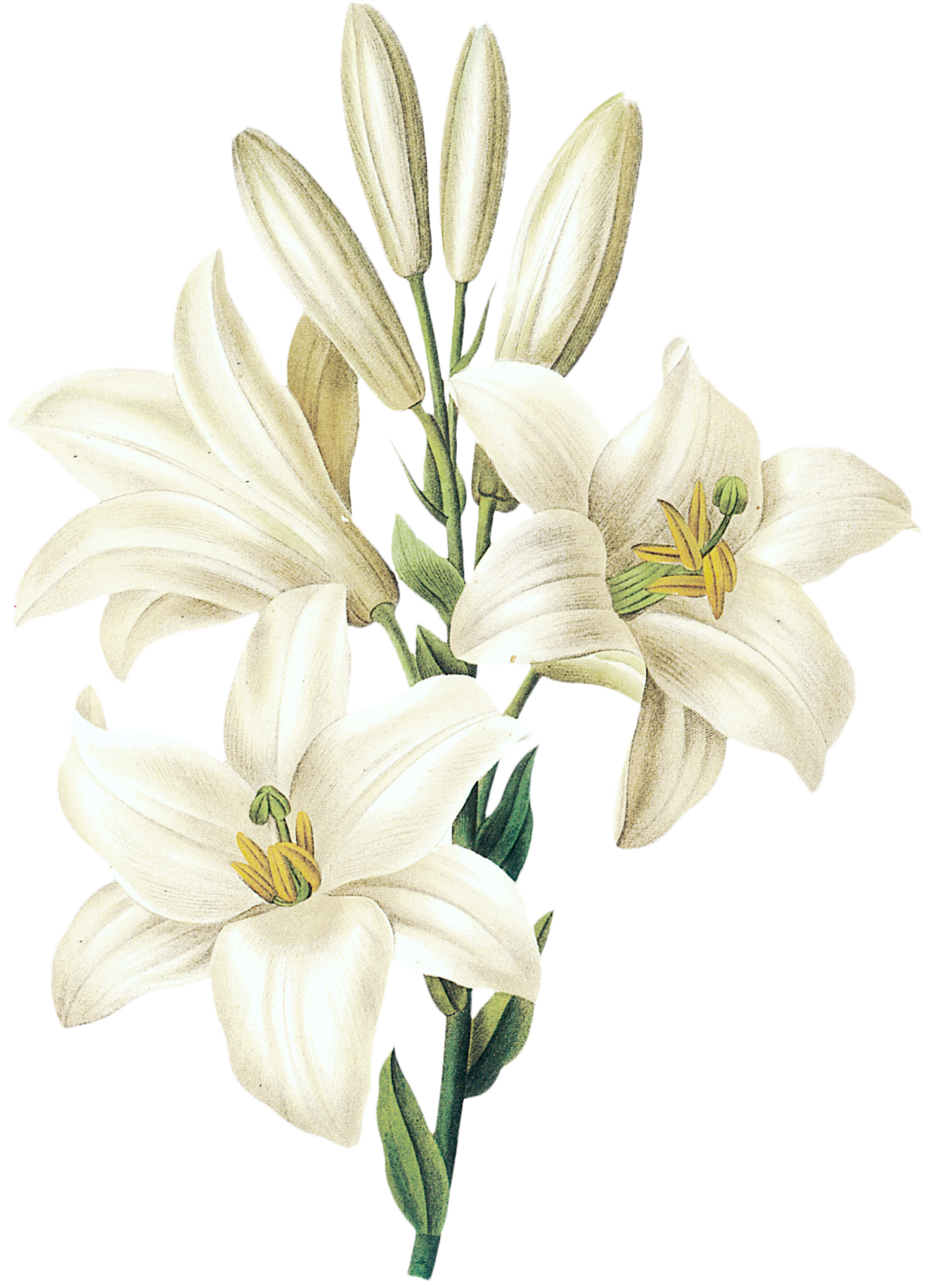 白色百合花芝麻花png免费下载 图星人