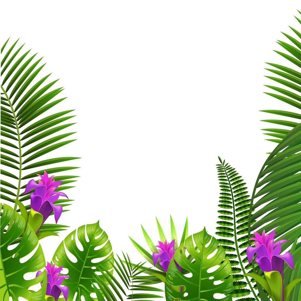 夏天热带植物树叶PNG素材