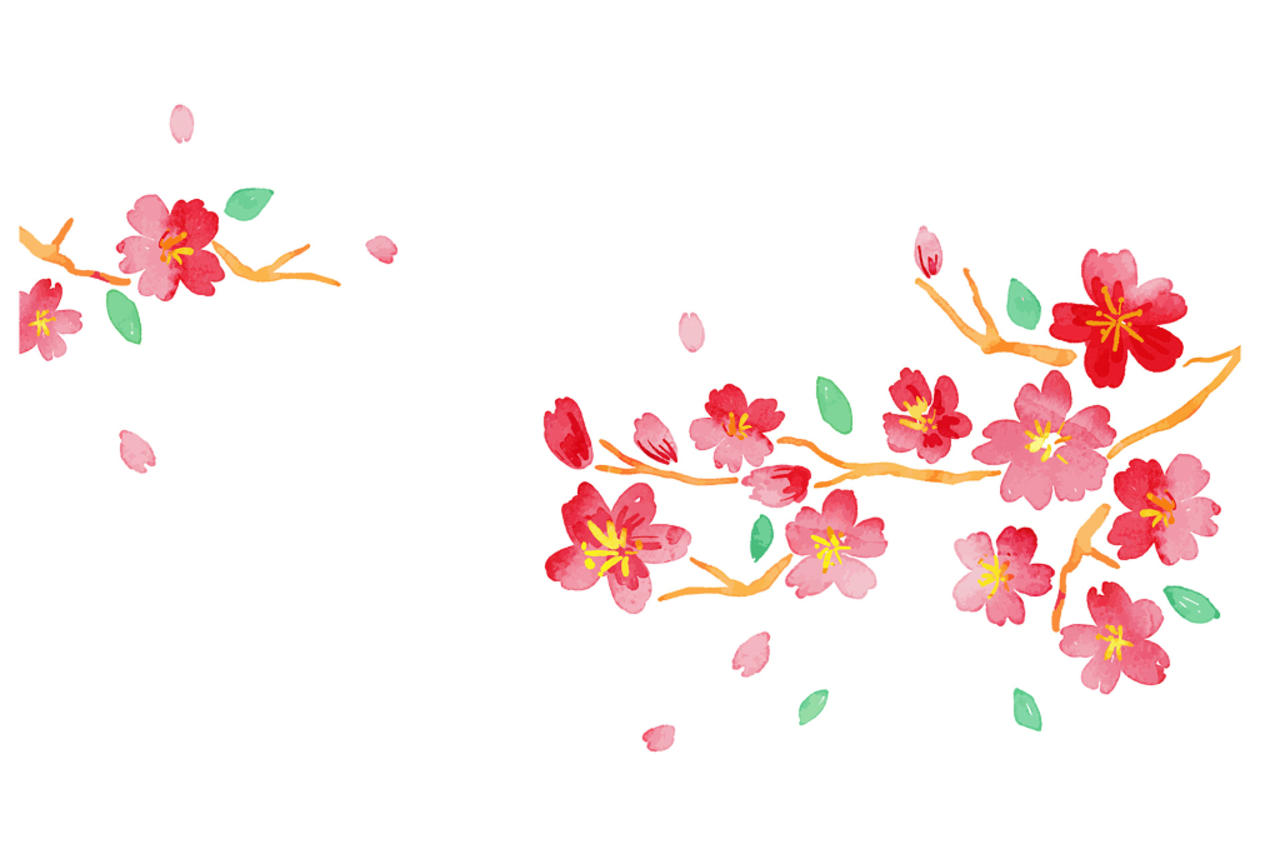 水彩粉色日本樱花花朵花瓣花卉春天png元素