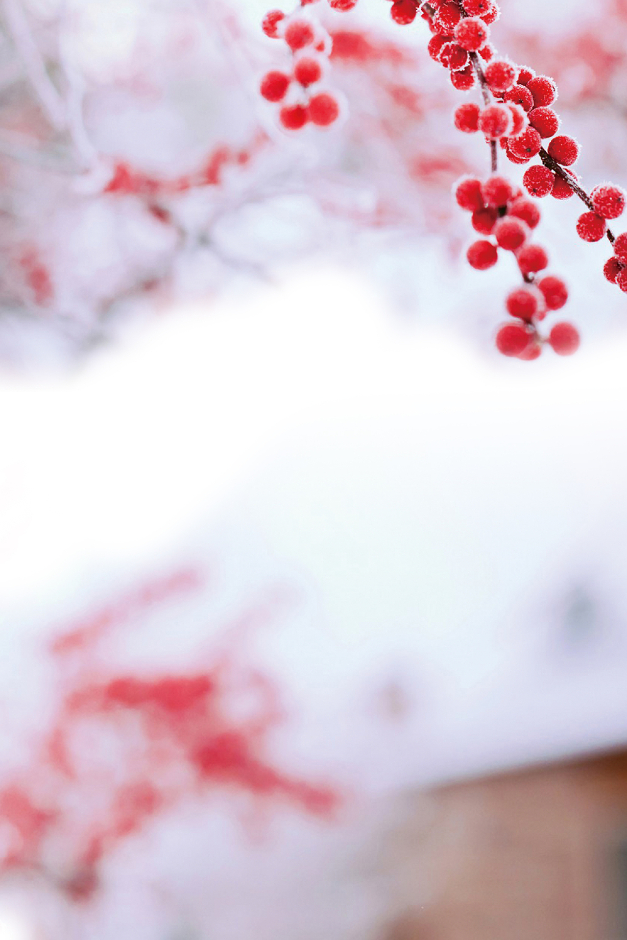 白粉色简约清新风格腊梅雪花冬至展板背景