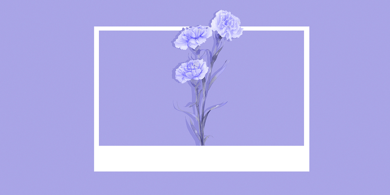 蓝紫色ins风长春花篮康乃馨花朵展板背景
