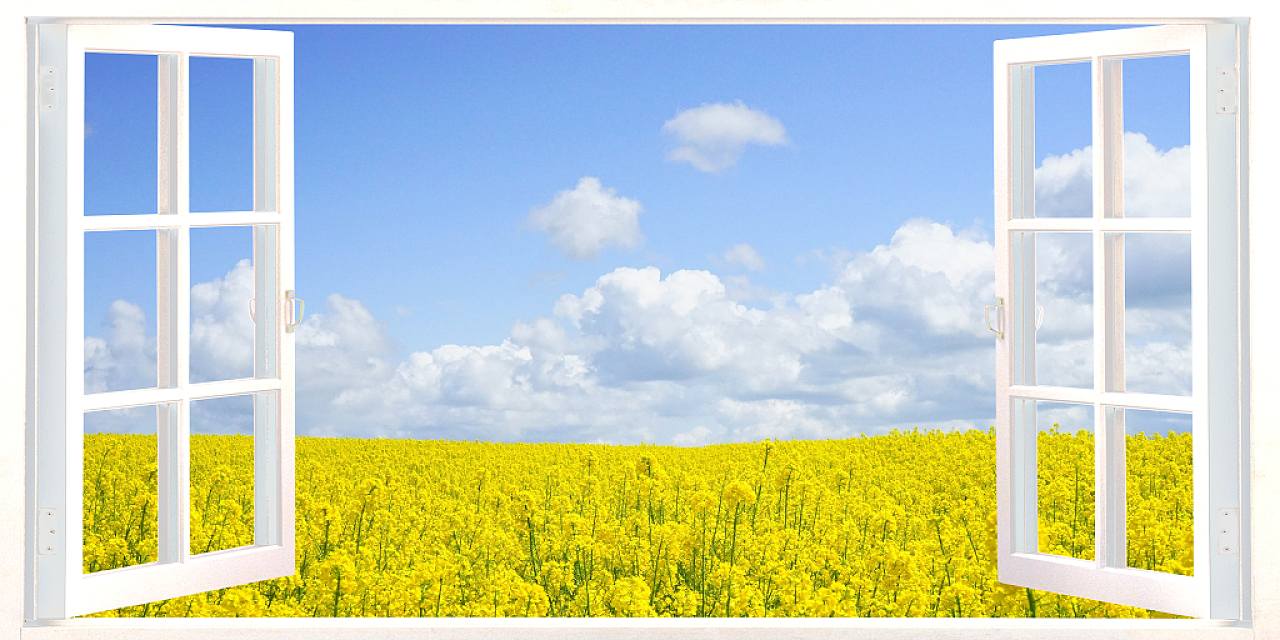 黄色春天油菜花唯美窗口风景背景展板
