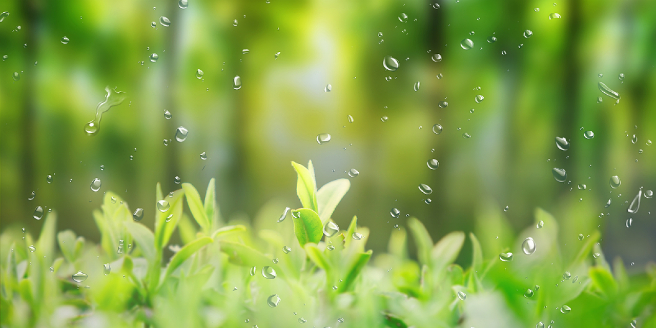 春天下雨春分背景绿色小清新自然春天雨水植物展板背景