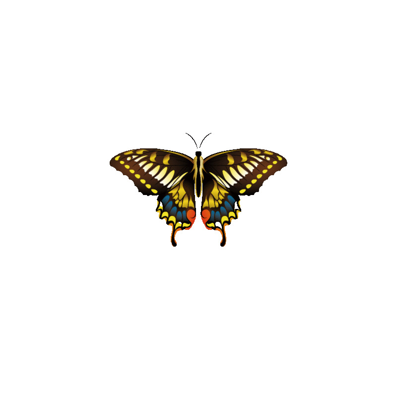 彩色简约卡通手绘昆虫蝴蝶GIF动态图飞舞的蝴蝶元素