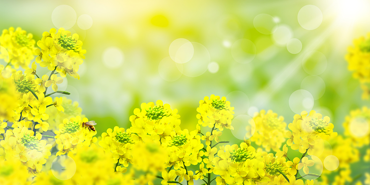 春天蜜蜂黄色小清新春天油菜花植物展板背景