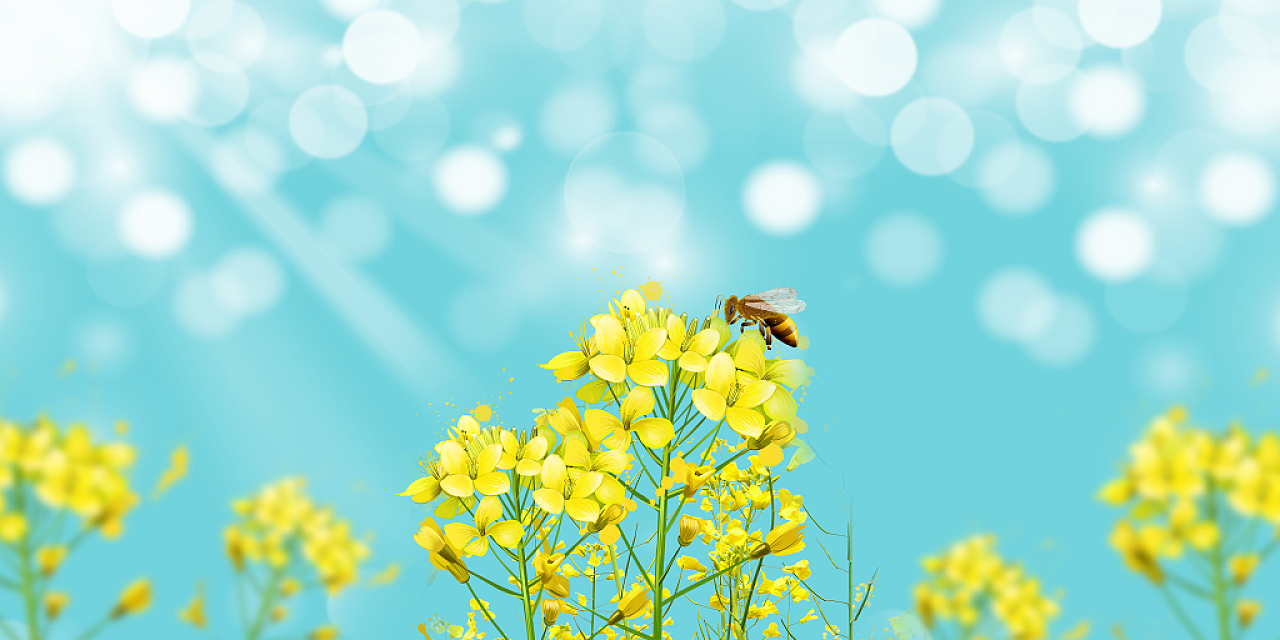 春天蜜蜂春分背景蓝色小清新春天油菜花植物光斑展板背景