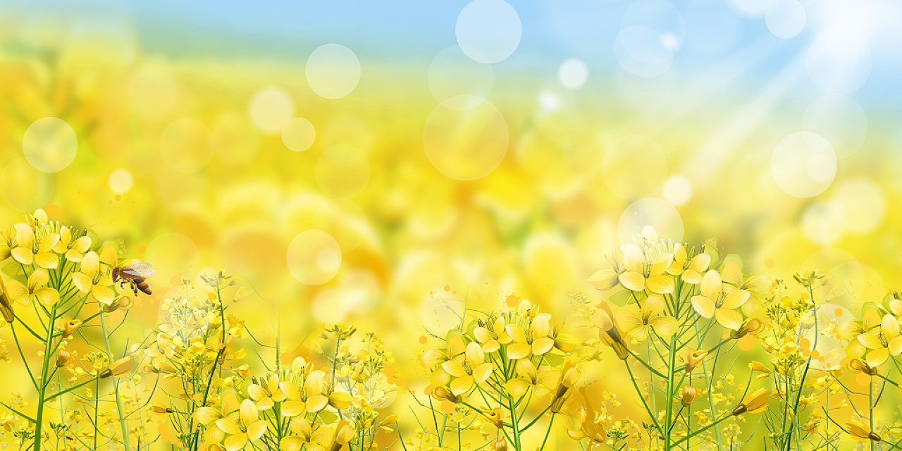 春分背景黄色小清新春天油菜花植物梦幻展板背景