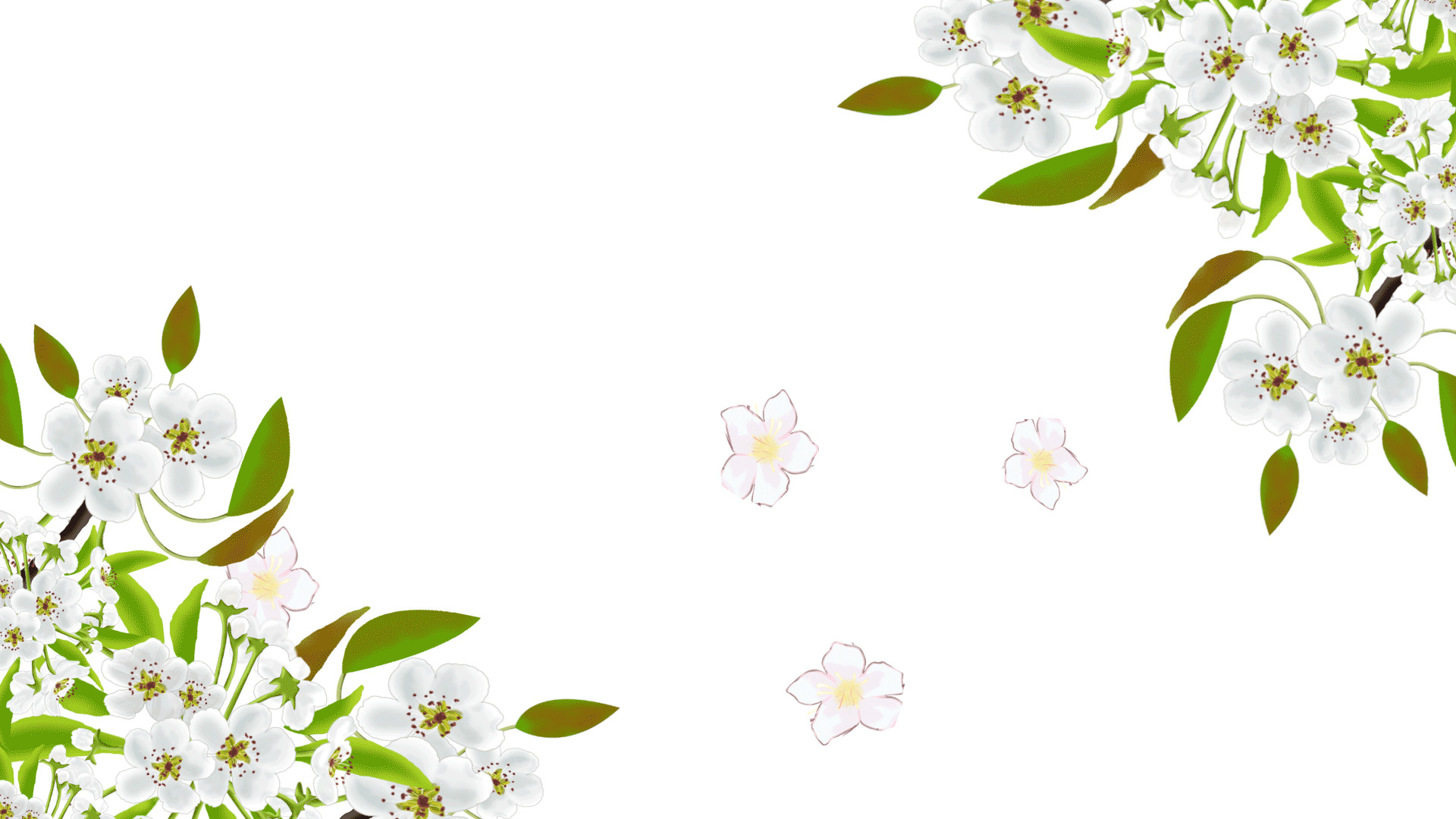 白色绿色手绘梨花元素GIF动态图
