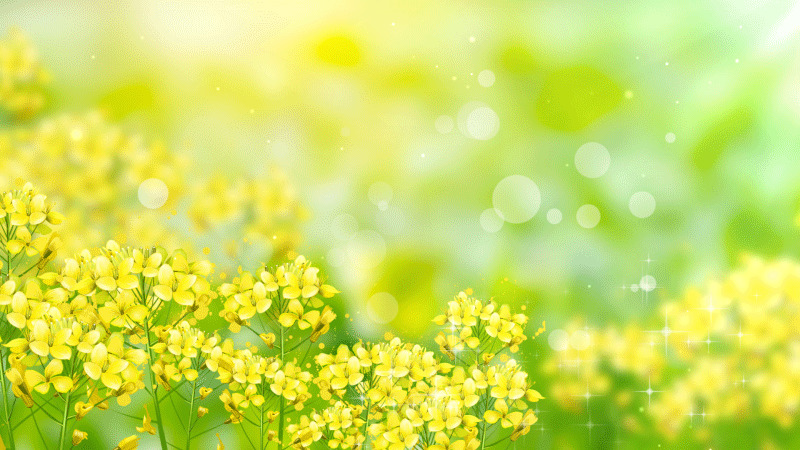 黄色油菜花地春天背景GIF油菜花背景