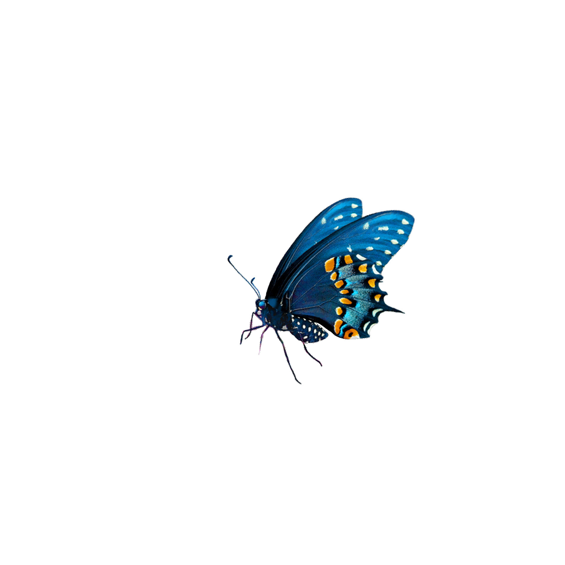蓝色蝴蝶飞舞昆虫元素GIF动态图蝴蝶元素