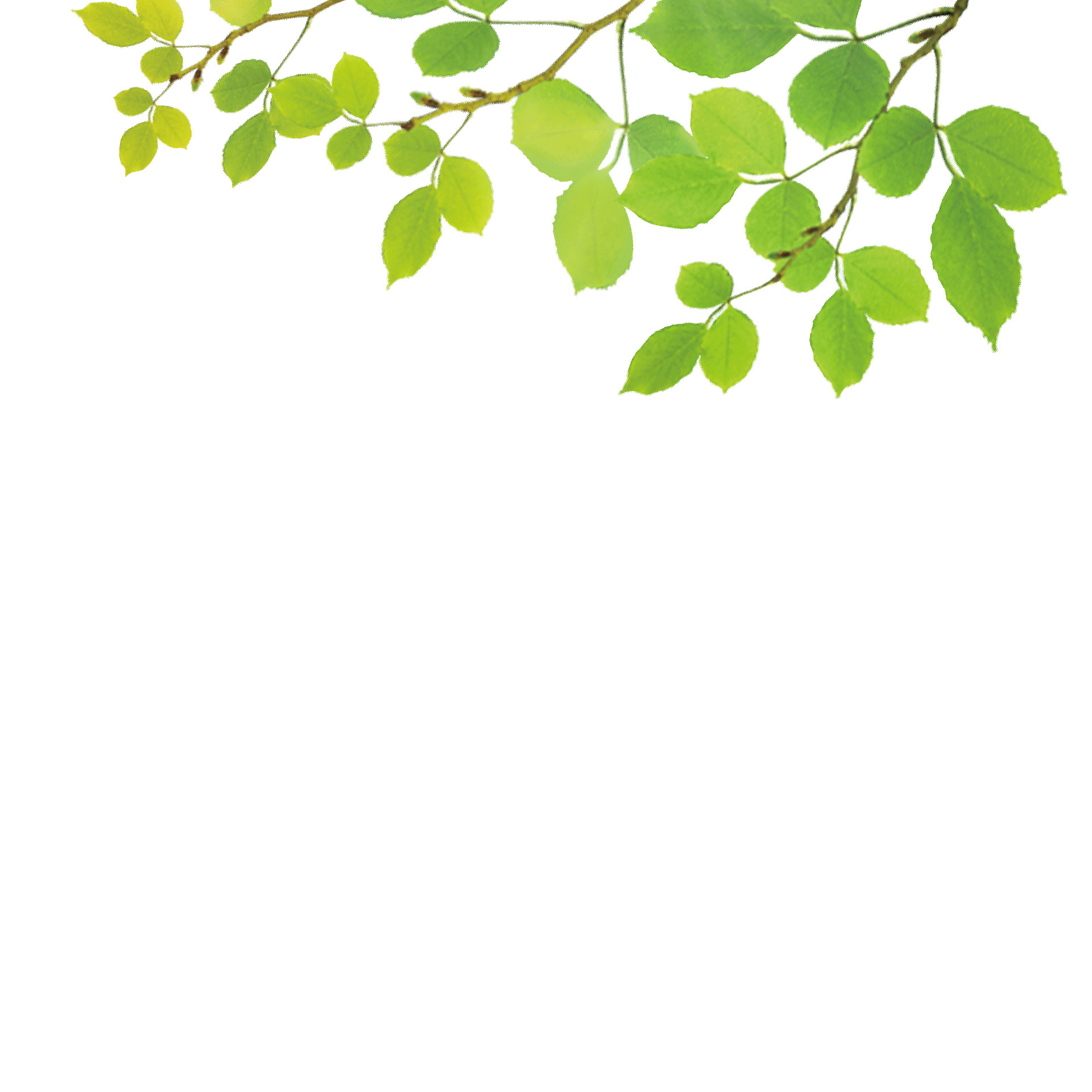 绿色清新树叶春天元素GIF动态图树叶元素