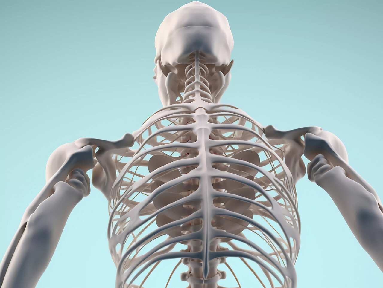 医疗科技解剖学3D扫描骨骼后视图
