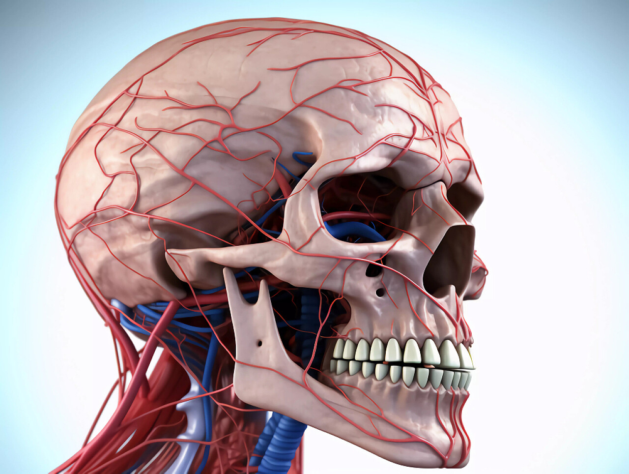 医疗科技白底人体头骨和血管脸部侧视图