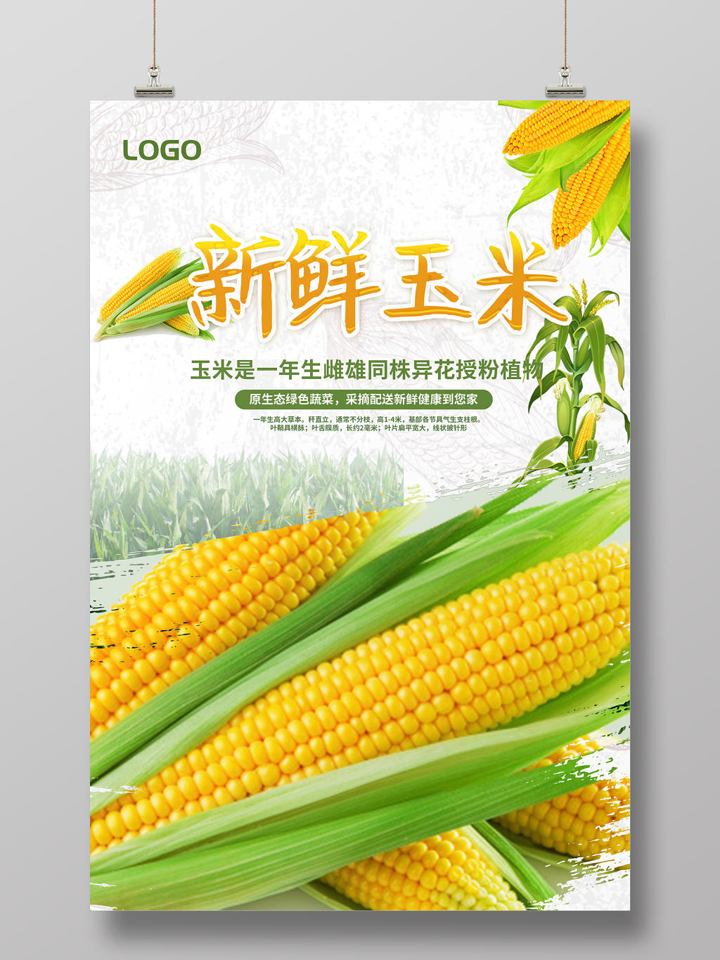 白色简约新鲜玉米营养健康宣传海报