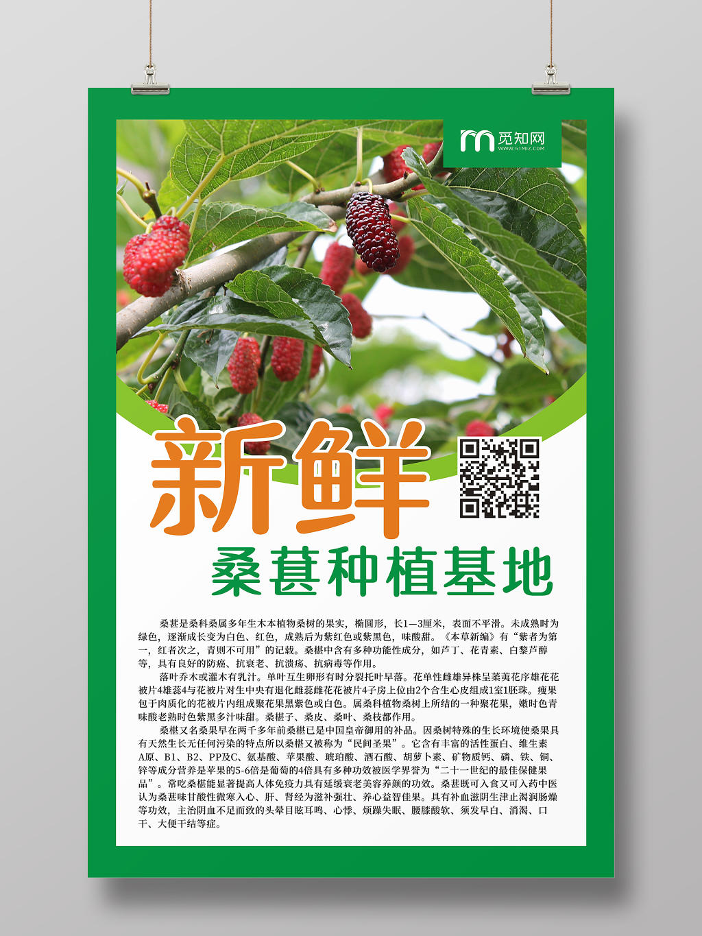 新鲜水果桑葚种植基地宣传海报