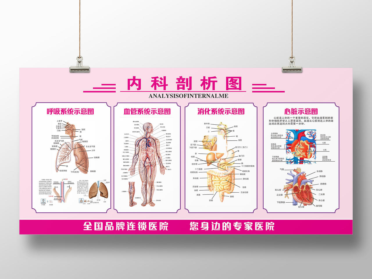 红色简约大气人体内科剖视图科普