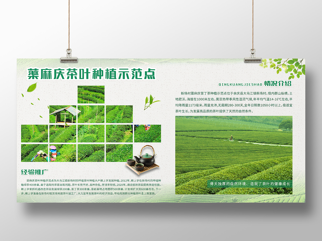 绿色简约清新大气蕖麻庆茶叶种植示范点农业种植展板设计