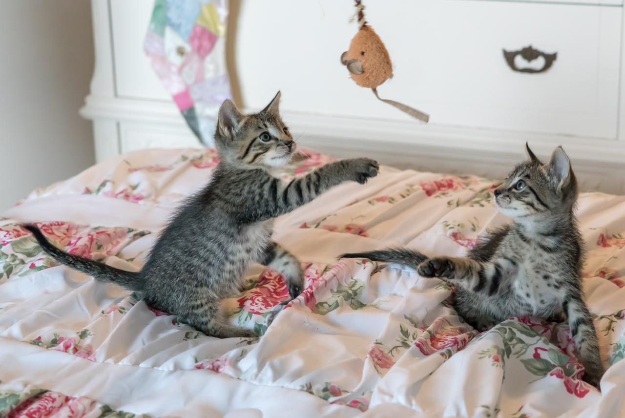 彩色动物可爱活泼床上两只玩耍的猫咪动物宠物猫背景图片免费下载 图星人