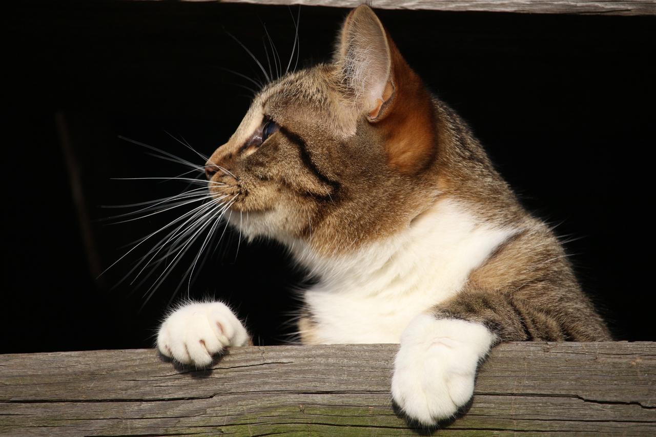 动物可爱趴在木头上的猫咪养猫宠物背景图片免费下载 图星人