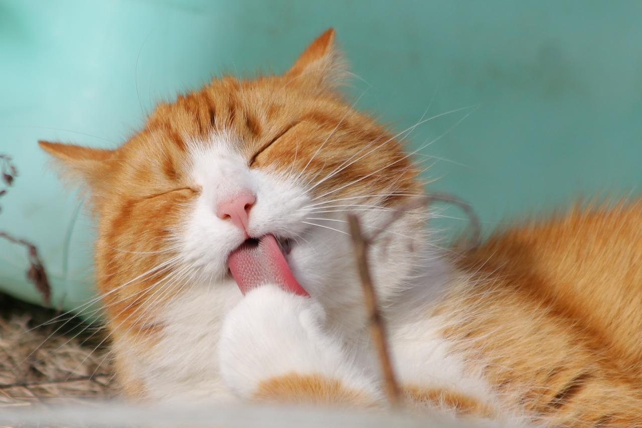 动物可爱的黄色猫咪背景图片免费下载 图星人