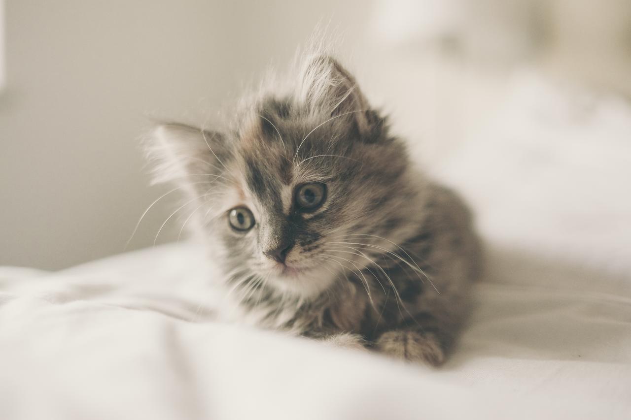 动物可爱床上的小猫咪背景图片免费下载 图星人