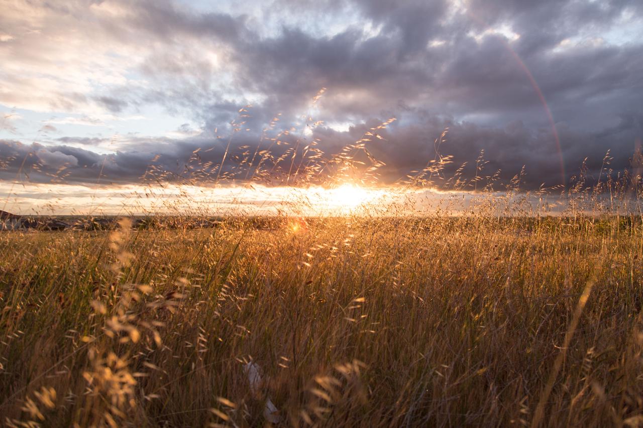金色自然户外夕阳下的草原背景图片免费下载 图星人