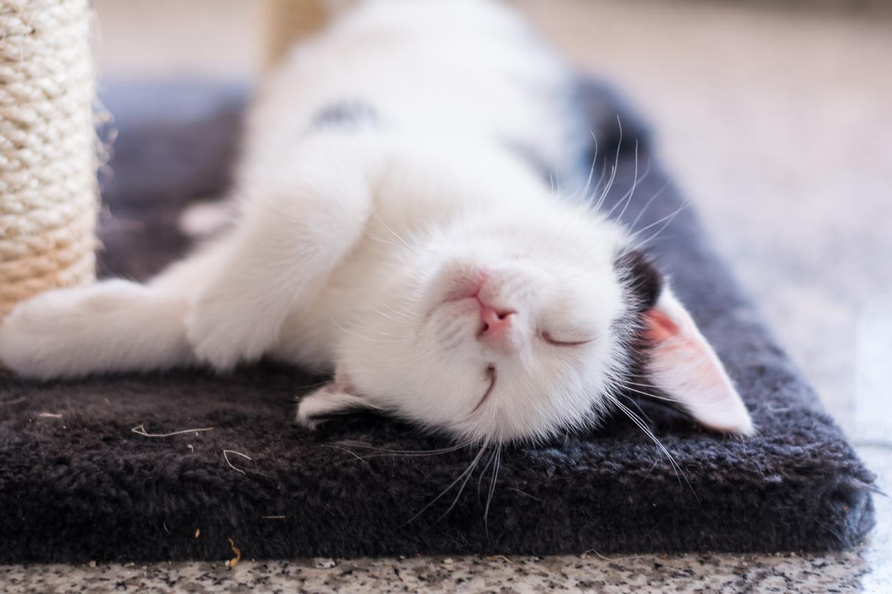唯美趴着睡觉的猫背景图片免费下载 图星人