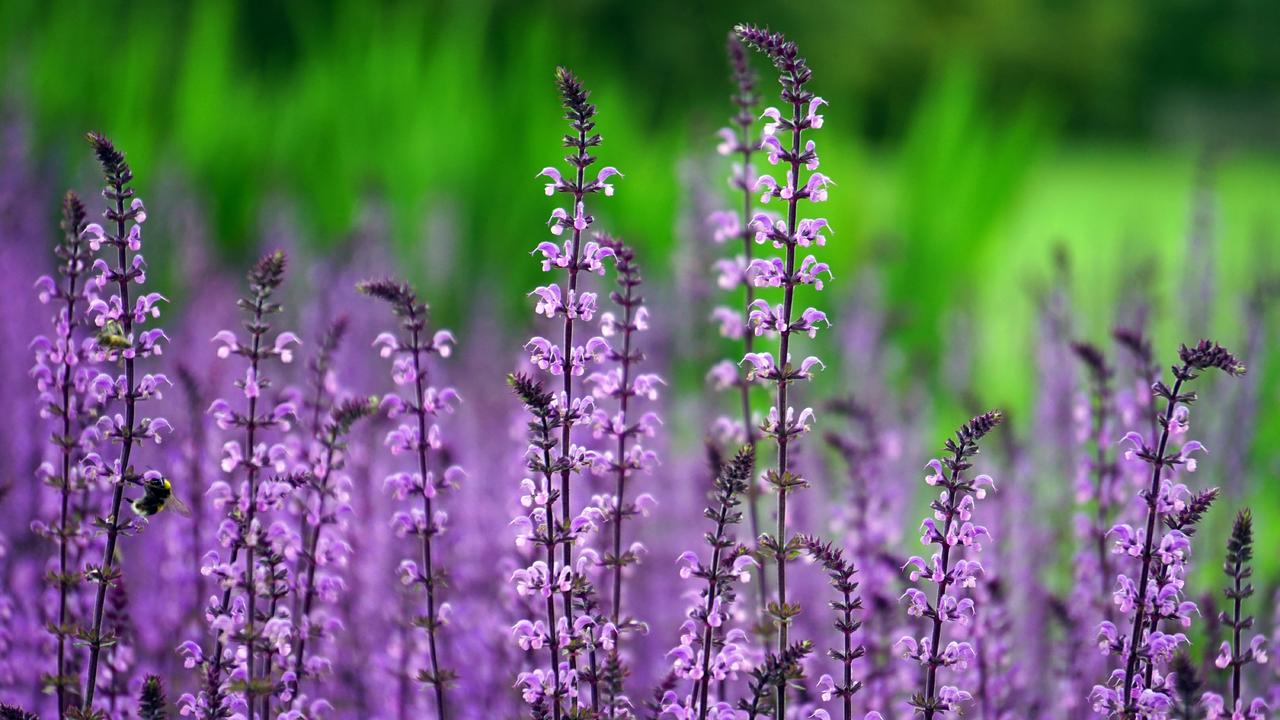 户外紫色花海花丛自然植物装饰背景图片免费下载 图星人