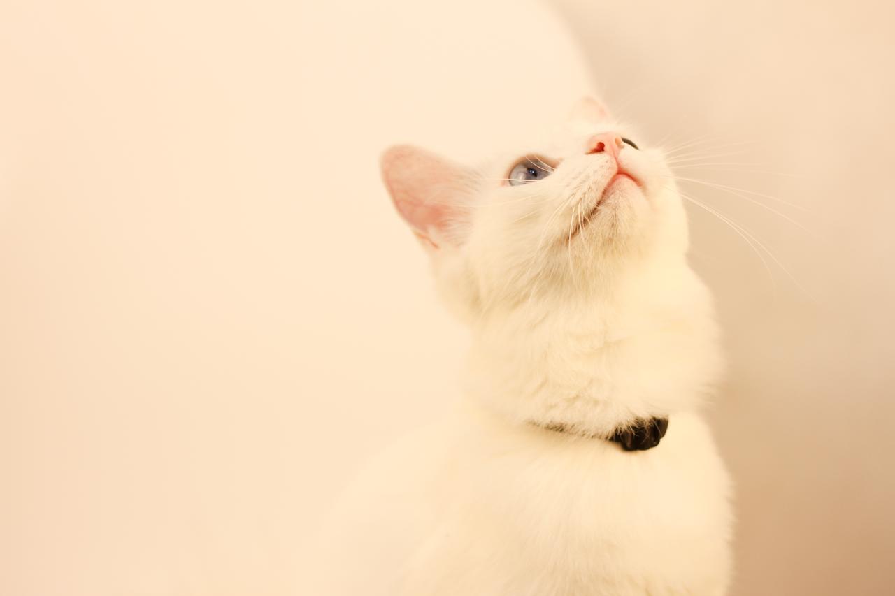 白色动物唯美白色优雅的猫背景图片免费下载 图星人