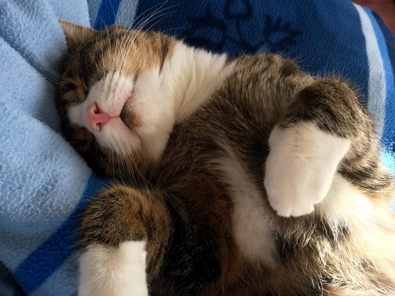 动物可爱正在毯子上熟睡的猫咪宠物动物猫背景图片免费下载 图星人