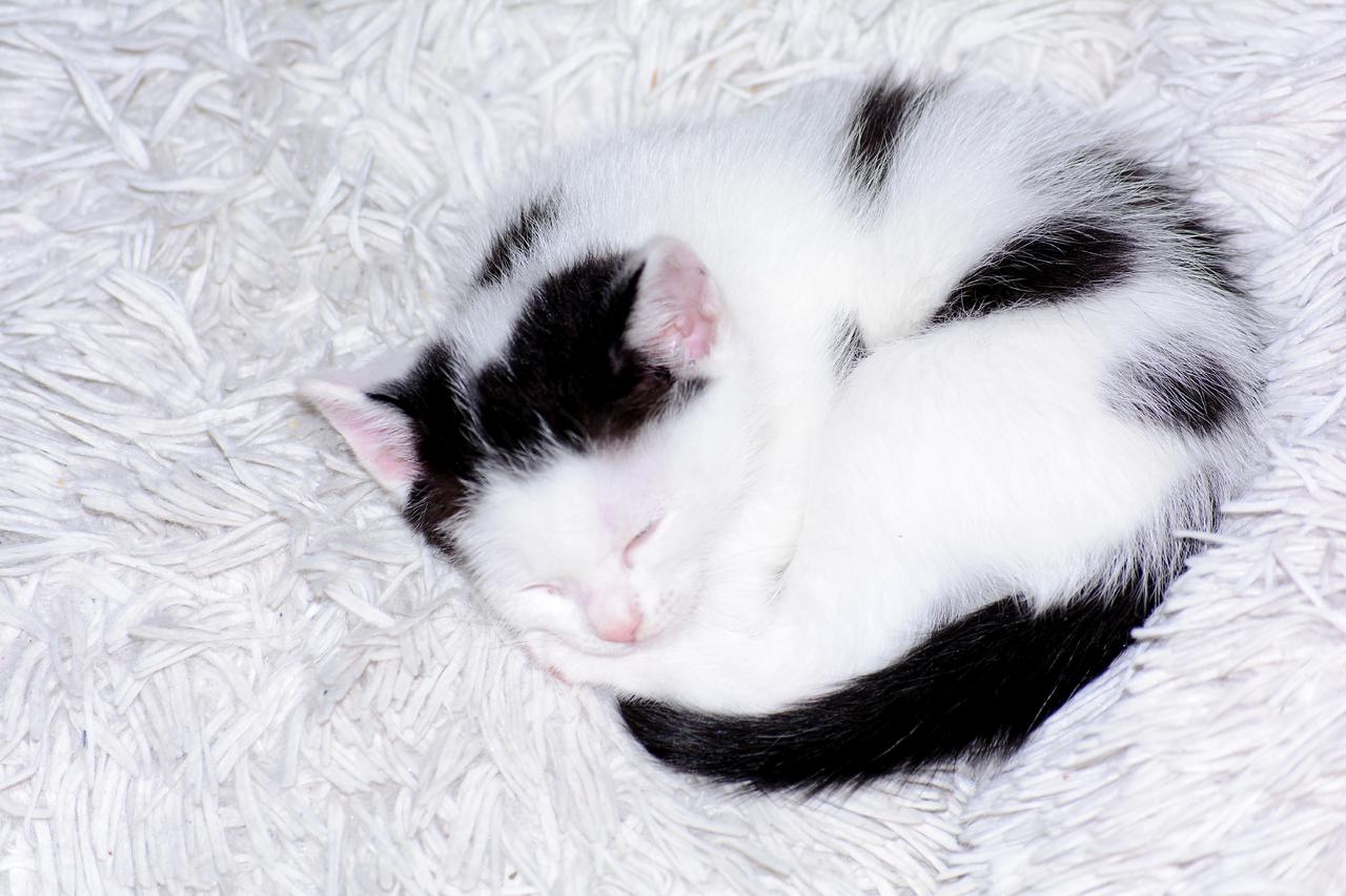 黑白动物柔软蜷缩着睡觉的猫咪宠物动物猫背景图片免费下载 图星人