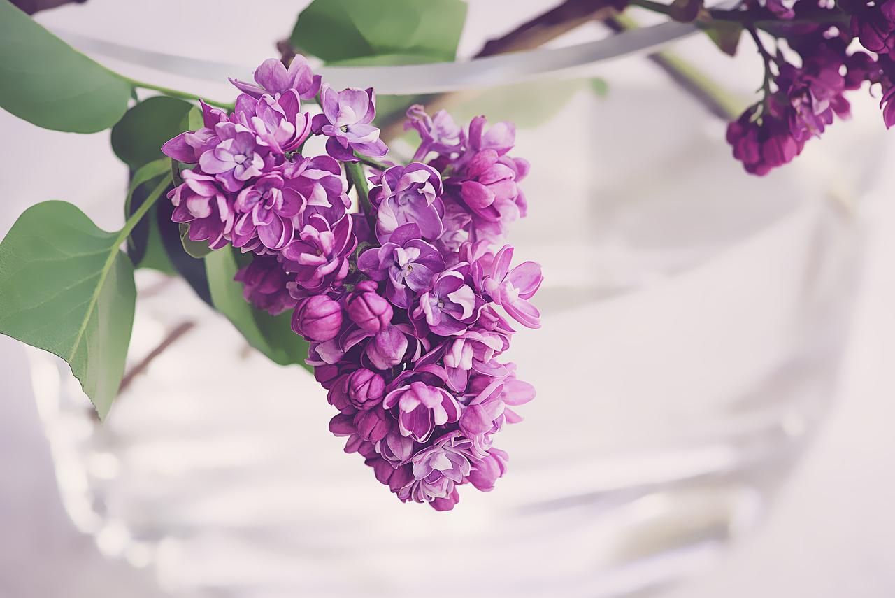 紫丁香紫春天盛开鲜花性质紫丁香花紫色的小花免费下载 图星人